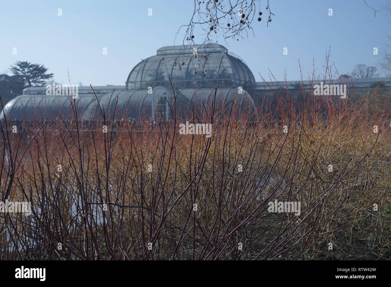 Kew Gardens è un giardino botanico di Londra con i più diversi botanici e collezione micologica stabilito come presto come 1840 Foto Stock