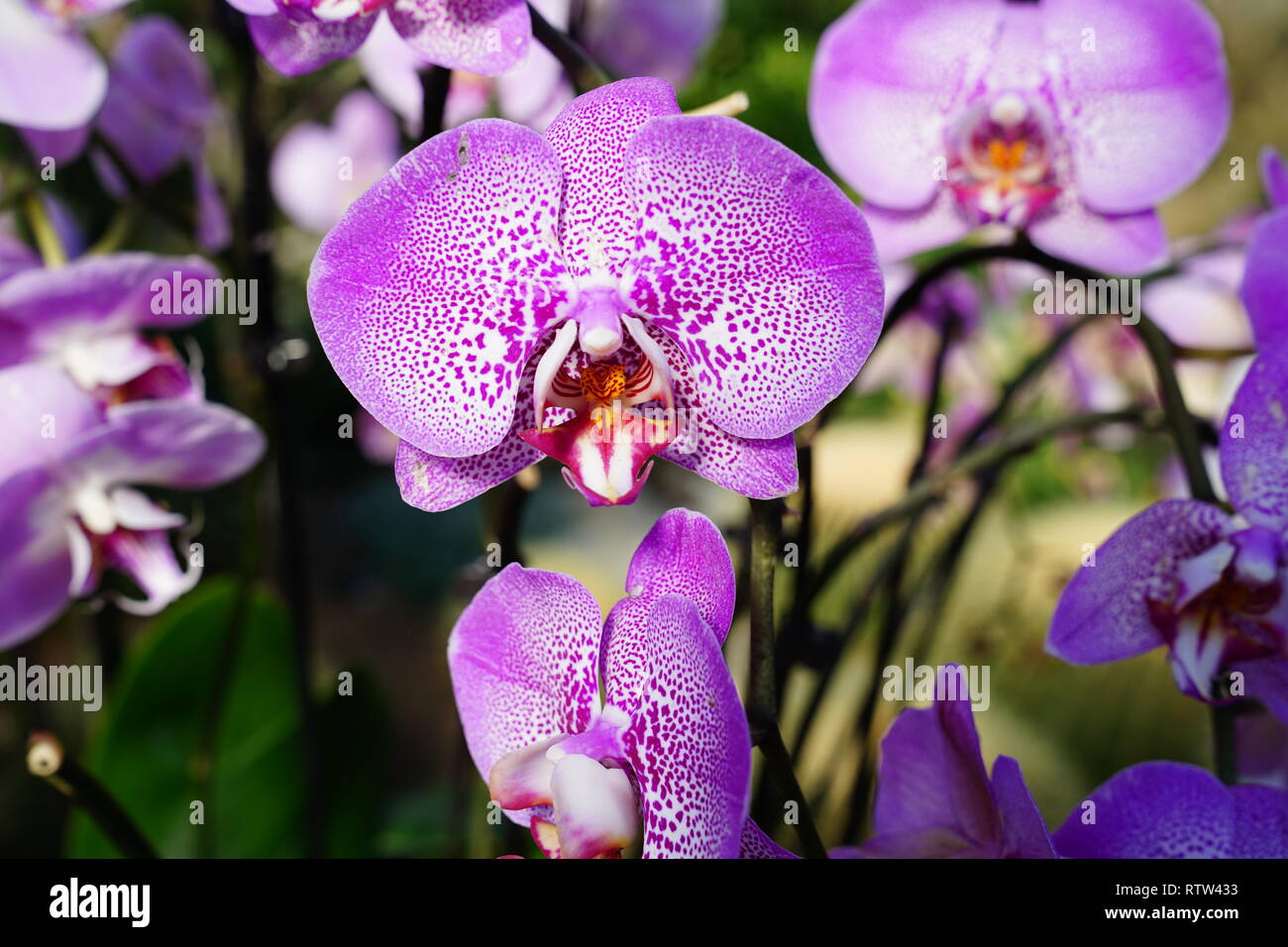 Kew Gardens è un giardino botanico di Londra con i più diversi botanici e collezione micologica stabilito come presto come 1840 Foto Stock
