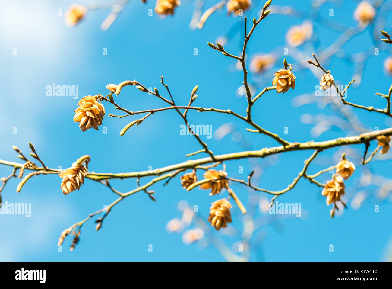 Croydon, Regno Unito - 03 Marzo 2019: Wettern giardino con alberi in Sanderstead, Purley Oaks Road. Una collezione unica di alberi ed arbusti stabilito Foto Stock