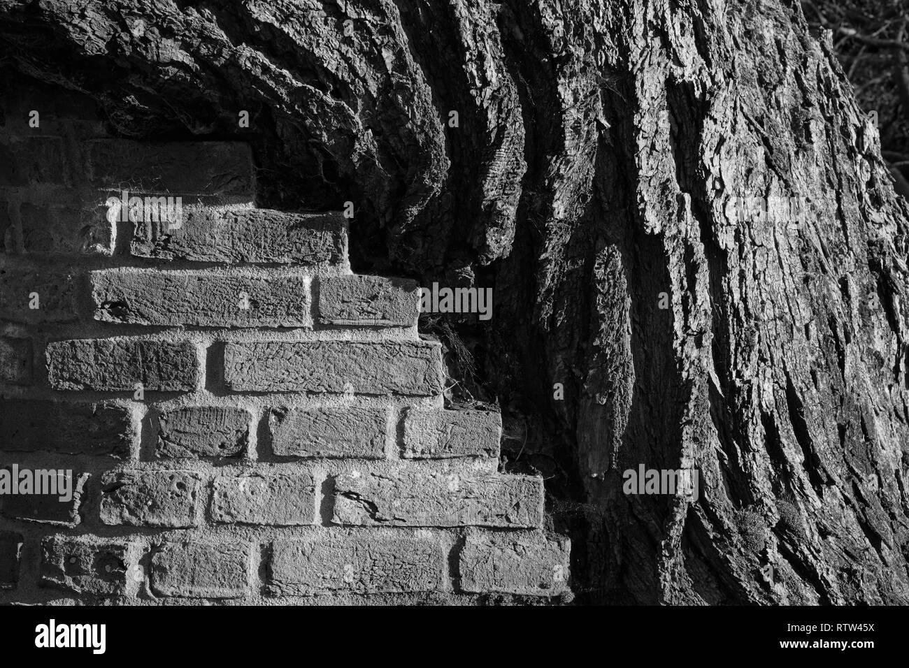 Kew Gardens è un giardino botanico di Londra con i più diversi botanici e collezione micologica stabilito come presto come 1840 Foto Stock