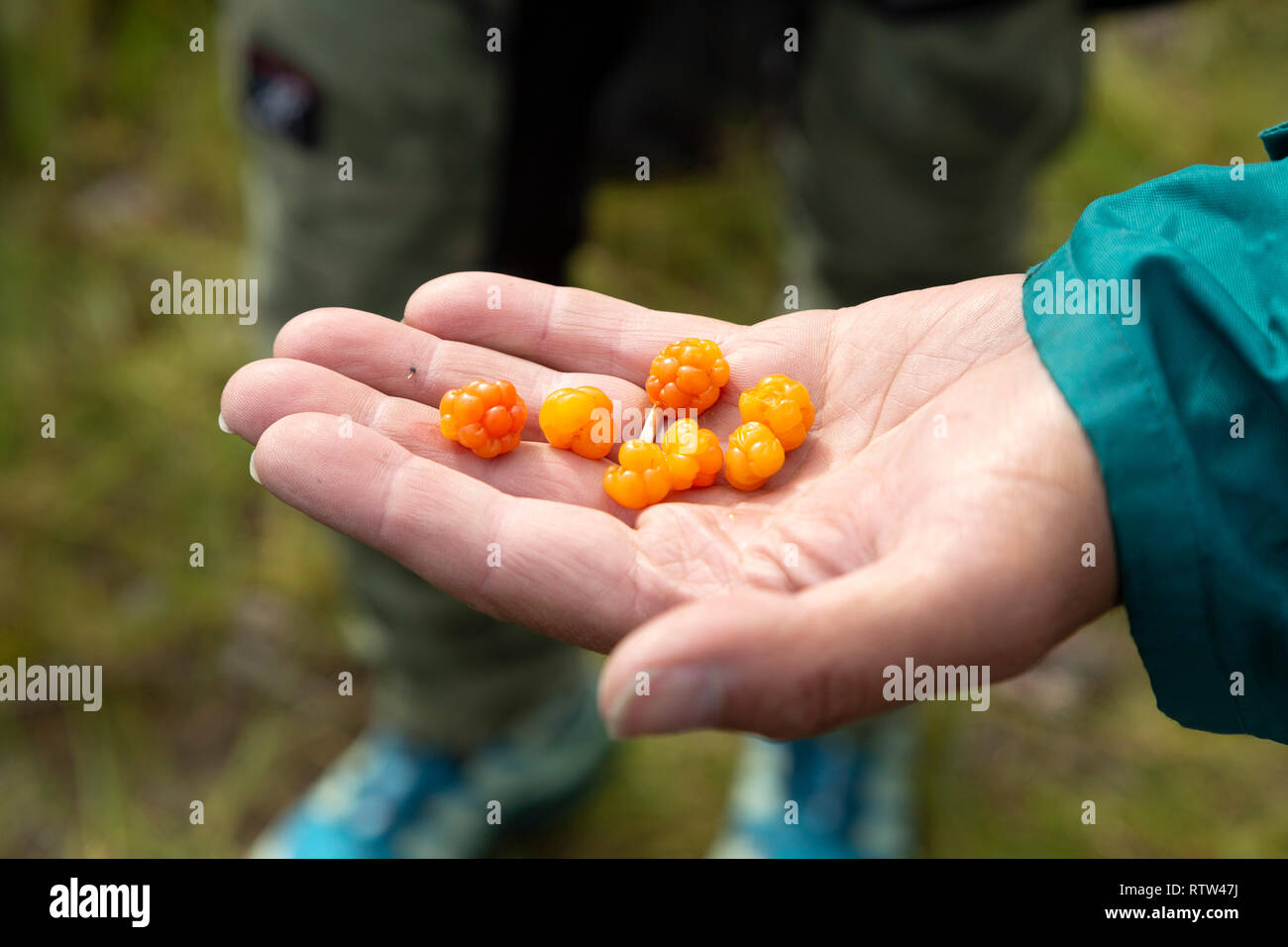 Una mano trattiene bacche di rovo in Manitoba, Canada. Il frutto è noto anche come Rubus chamaemorus. Foto Stock