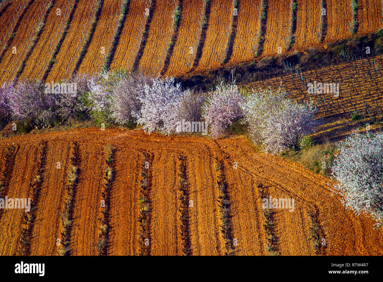 Paesaggio di Cariñena, mandorli e vigneti. Saragozza, Spagna Foto Stock