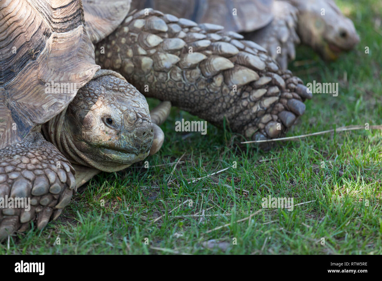 Un africano spronato tartaruga ritraendo la sua testa di nuovo nel suo guscio come si appoggia sulla molla verde erba. Foto Stock