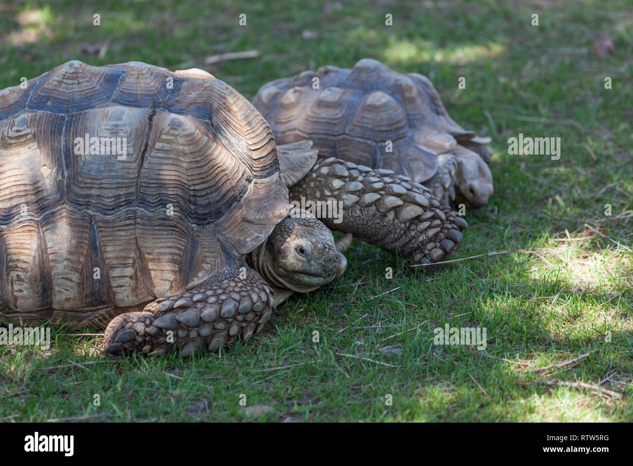 Un africano spronato tartaruga ritraendo la sua testa di nuovo nel suo guscio come si appoggia sulla molla verde erba. Foto Stock