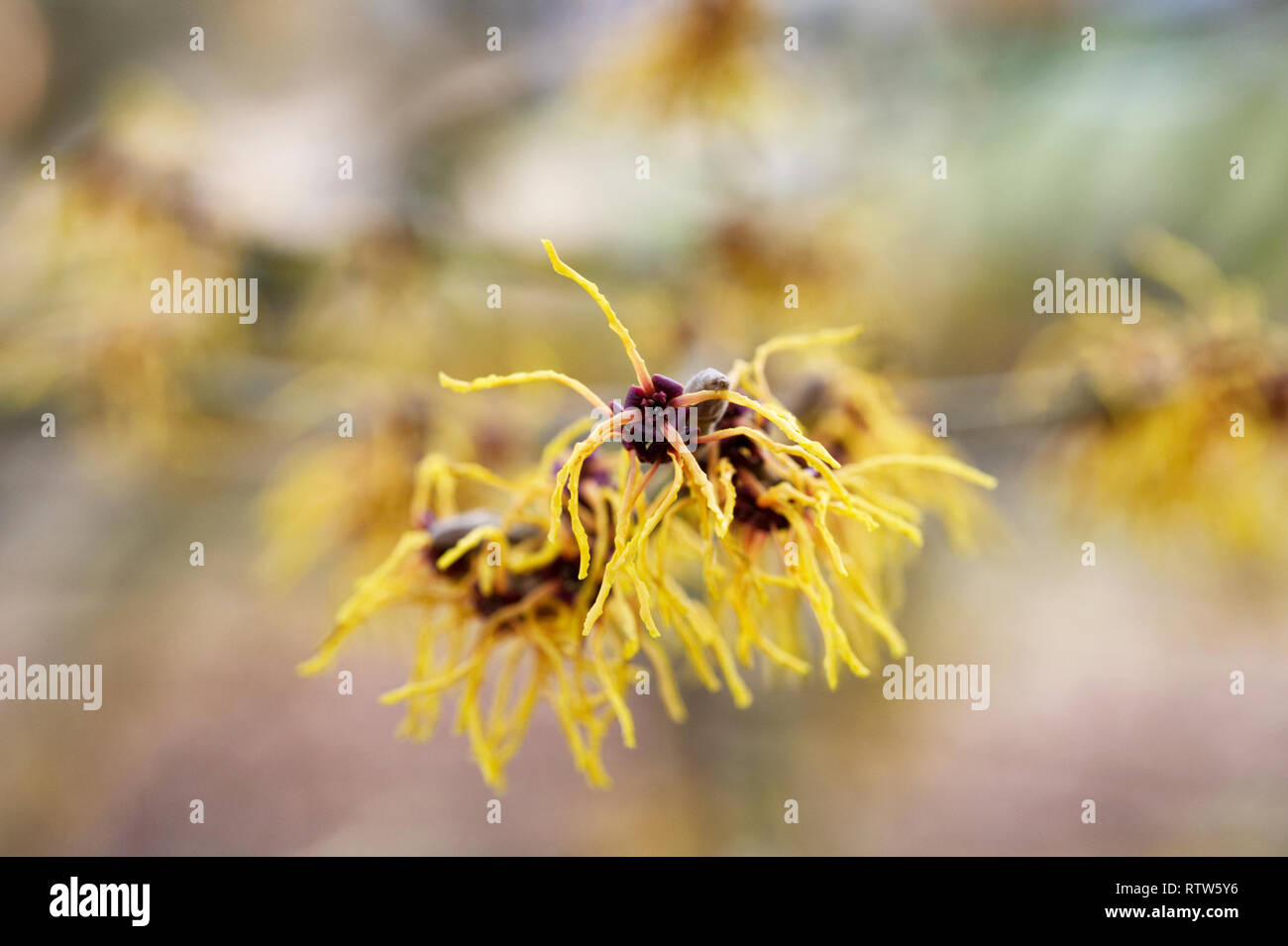 Hamamelis x intermedia Vesna. Amamelide fiori. Foto Stock