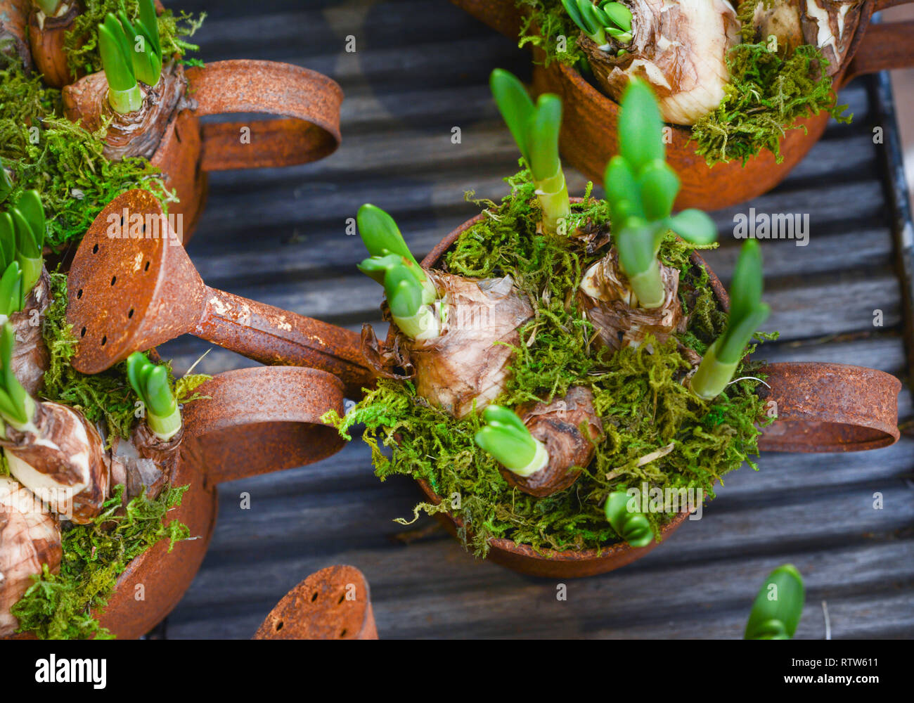 Bulbi di giacinto in vasi arrugginito per piantare la molla Foto Stock