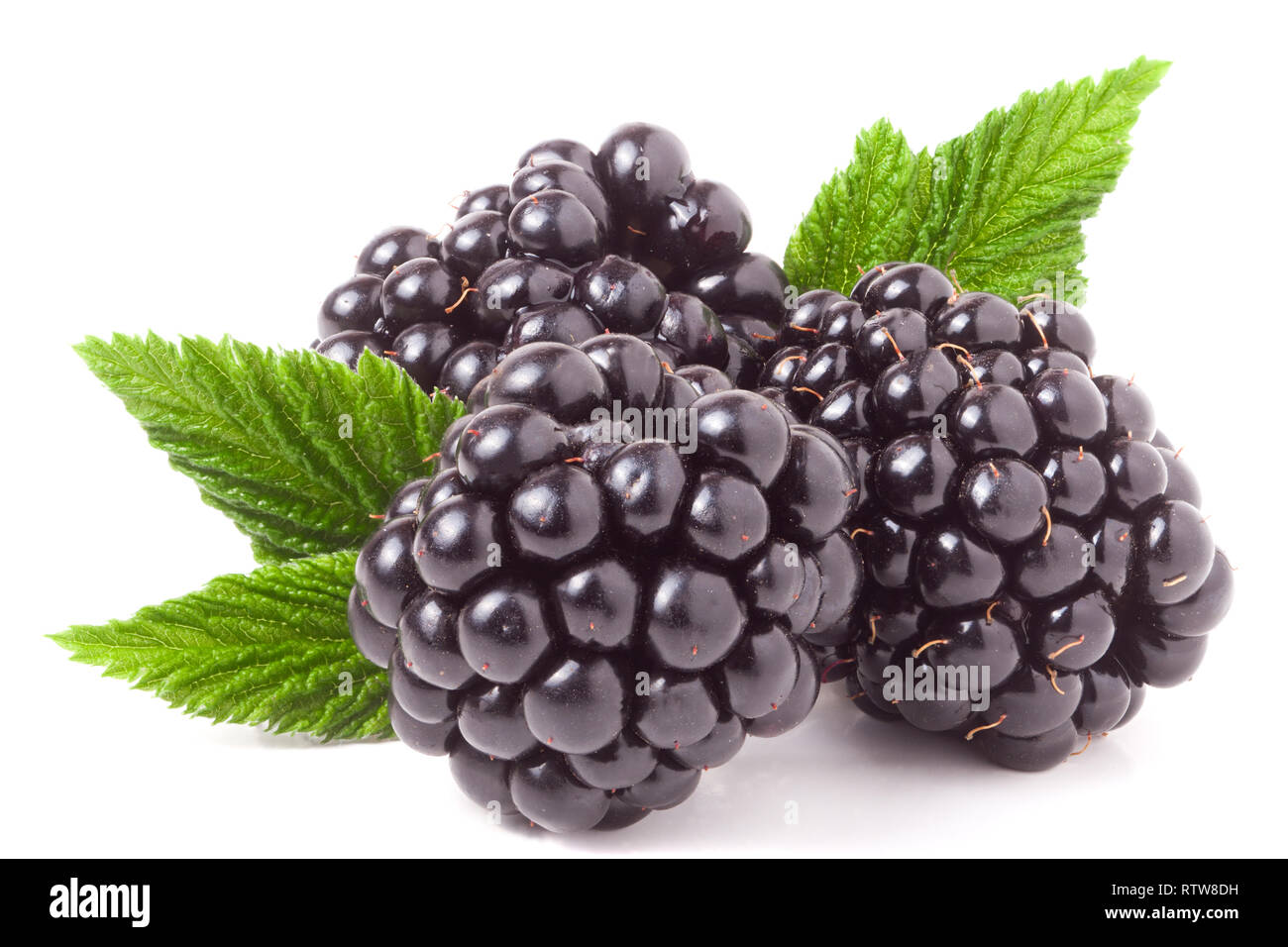 Tre blackberry con foglie isolate su uno sfondo bianco closeup Foto Stock