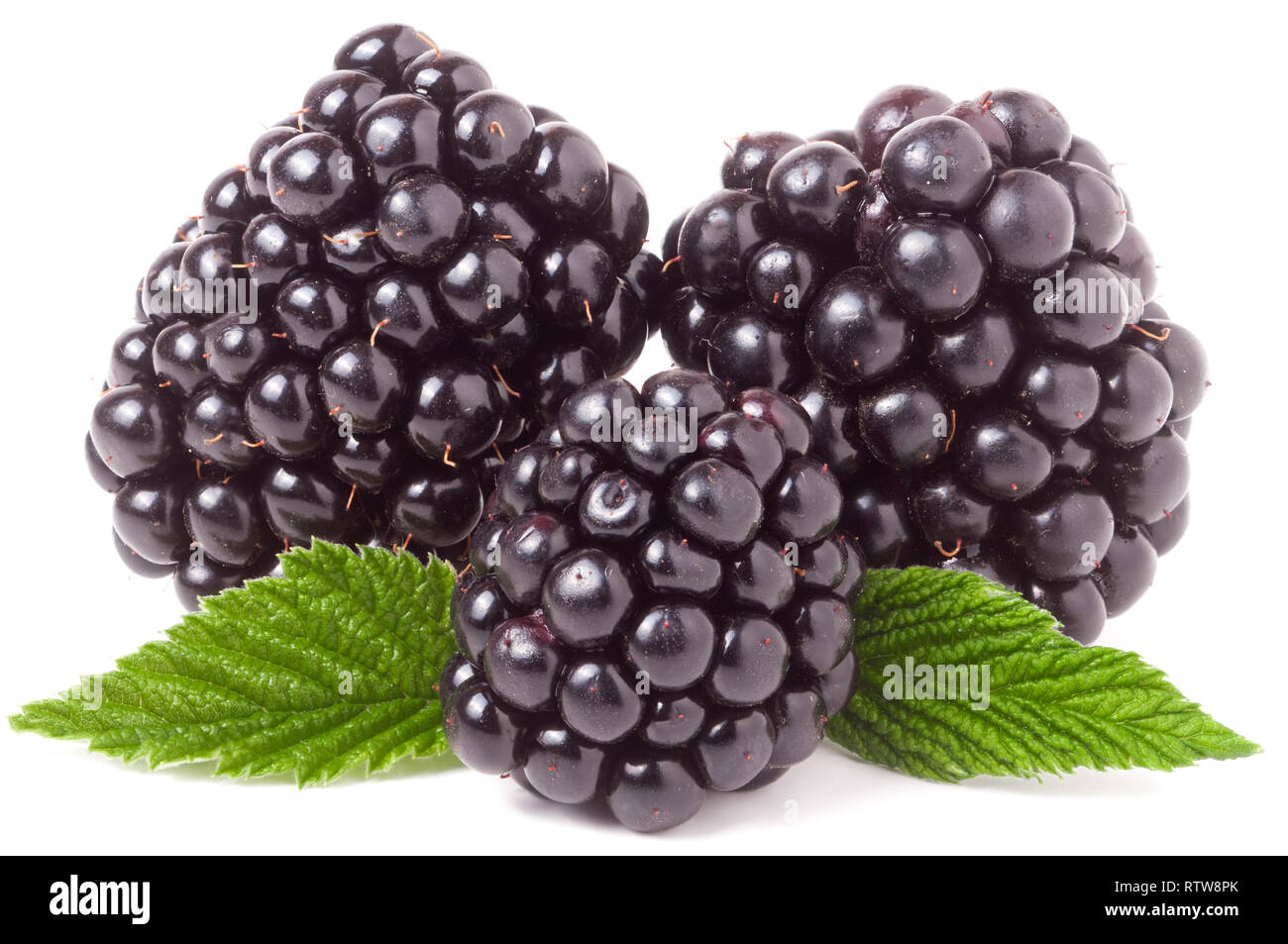 Tre blackberry con foglie isolate su uno sfondo bianco closeup Foto Stock