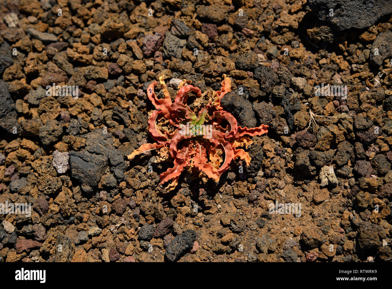 Dyer's Rocket (Reseda luteola), Pico Birigoyo, Cumbre Vieja, La Palma Isole Canarie Spagna Foto Stock