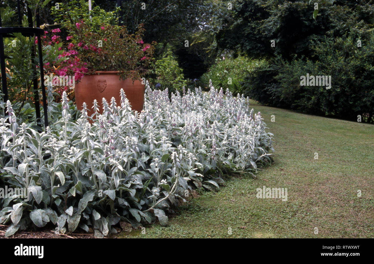 AIUOLE DEL COUNTRY GARDEN CARATTERIZZATE DA BOUGANVILLE ROSA IN VASO DI TERRACOTTA, CIRCONDATE DA CODE DI AGNELLO (STACHYS BYZANTINA) E PRATO IN PENDENZA, AUSTRALIA. Foto Stock