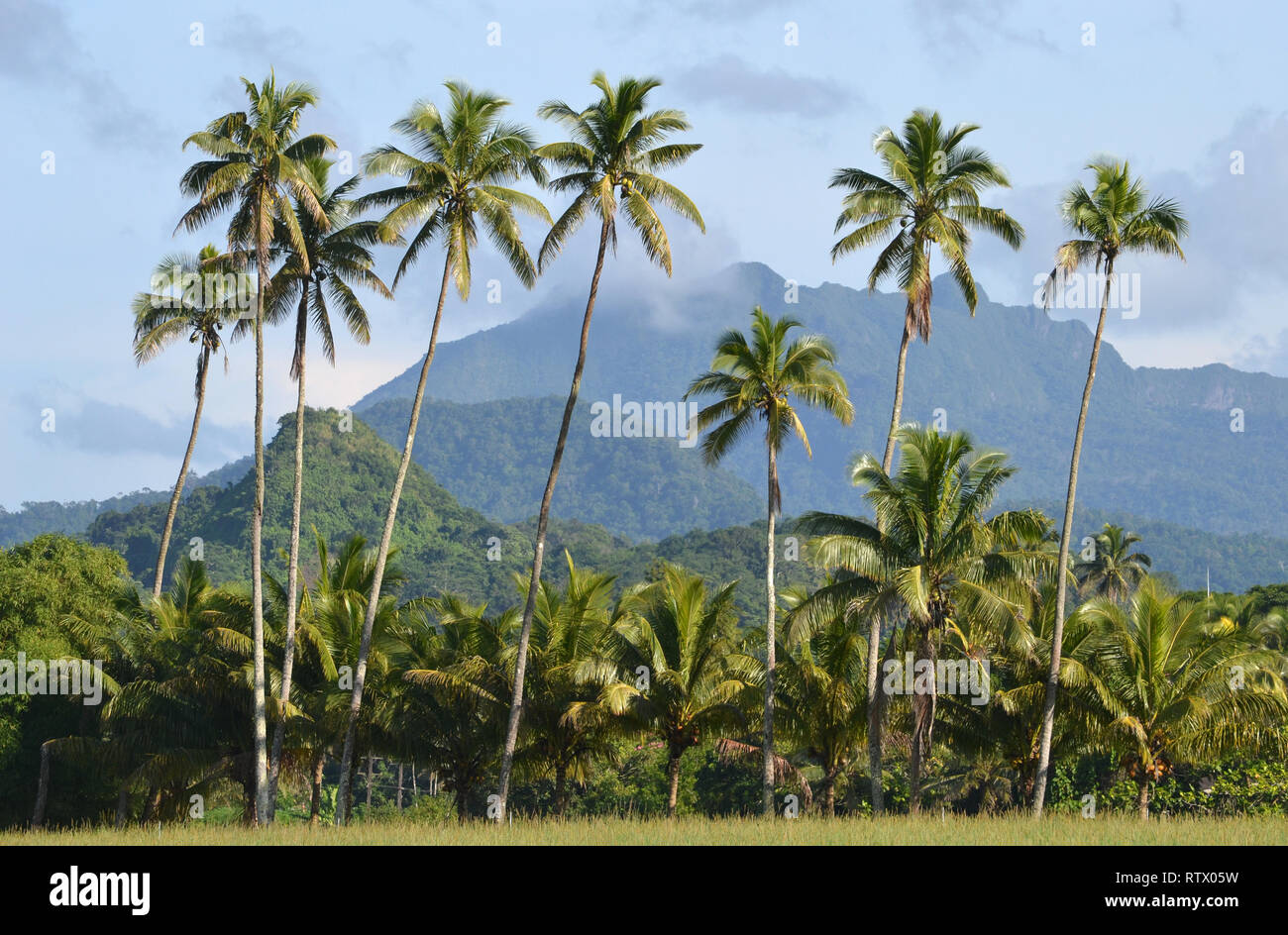 Vegetazione lungo la strada a Suva, Viti Levu, Figi e Sud Pacifico Foto Stock