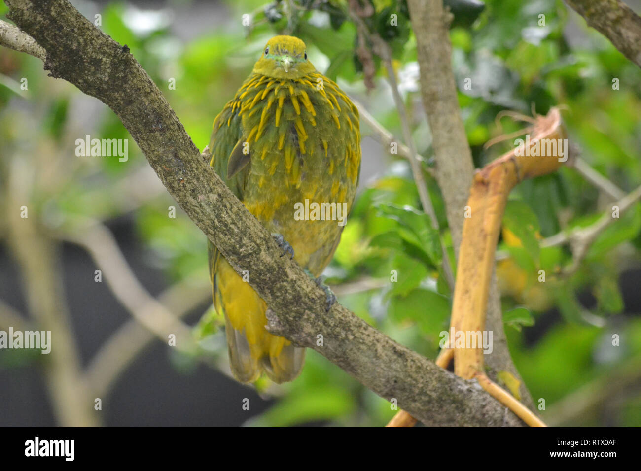Frutto d'oro colomba, Ptilinopus luteovirens, uccello endemico delle Isole Figi foreste su display a Kula Eco Park, Viti Levu, Figi e Sud Pacifico Foto Stock