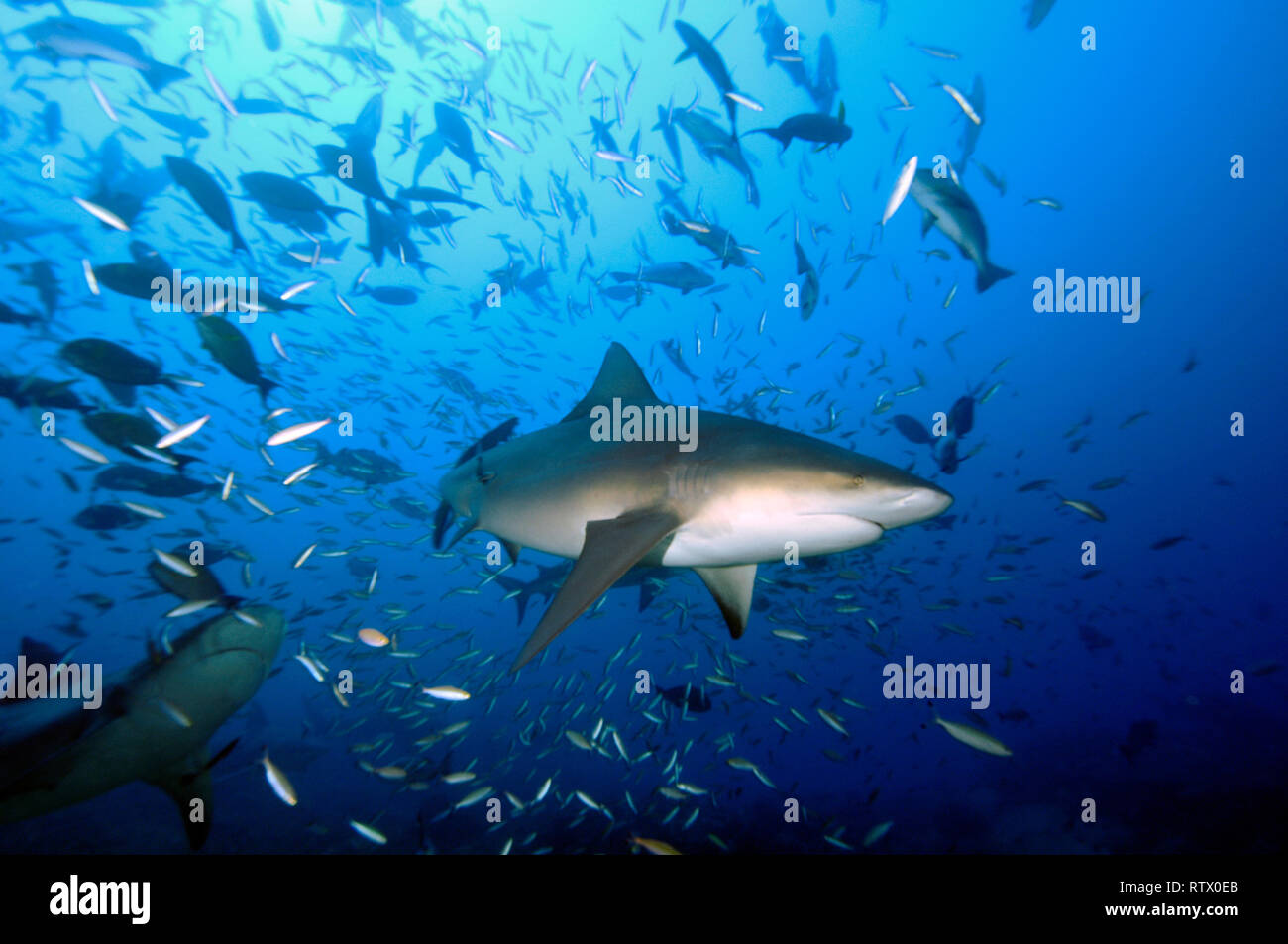 Gli squali toro, Carcharhinus leucas e scuole di pesci, Beqa lagoon, Viti Levu, Figi e Sud Pacifico Foto Stock
