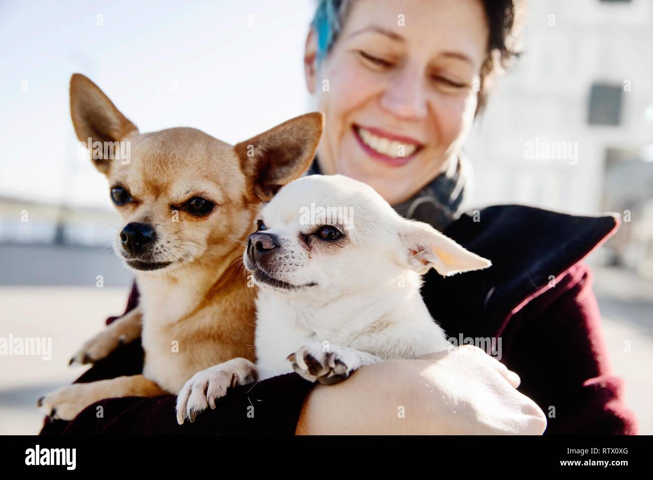 Ridendo donna con due cani sul suo braccio, Chihuahua e Pinscher in miniatura, Germania Foto Stock