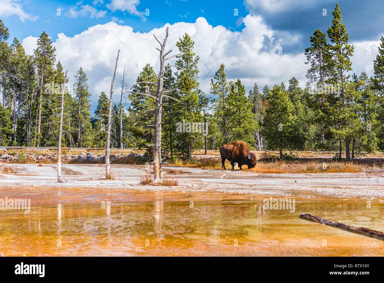 Bisonti americani (Bos bison) sfiori tra gli alberi morti al Pool opalescente, giallo di depositi di minerali, sabbia nera e bacino biscotto Foto Stock Bisonti americani (Bos bison) sfiori tra gli alberi morti al Pool opalescente, giallo di depositi di minerali, sabbia nera e bacino biscotto Foto Stock