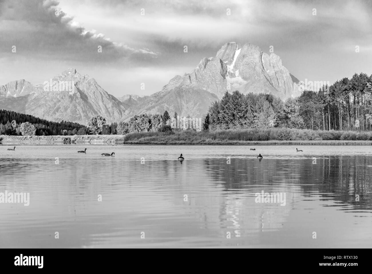 Bianco e nero, Mount Moran riflessa nel fiume Snake, mattina atmosfera a lanca piegare, Autunno alberi e Grand Teton gamma Foto Stock
