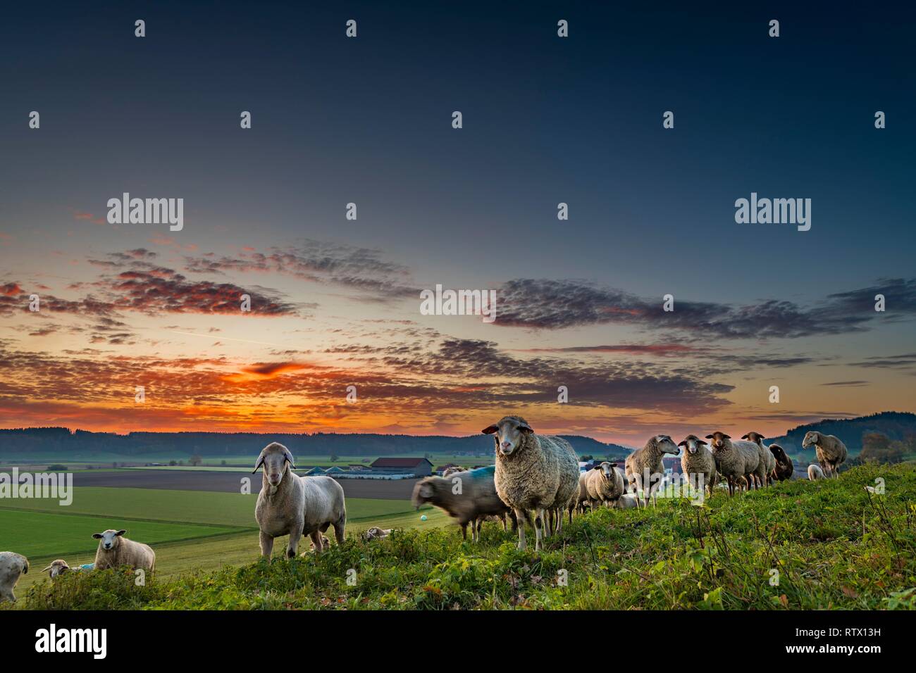 Gli animali domestici delle specie ovina (Ovis gmelini aries), armento sulla collina di erba di sunrise, Dirlewang, Unterallgäu, Baviera, Germania Foto Stock