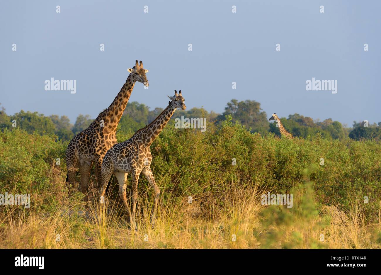 Le giraffe rhodesiano (Giraffa camelopardalis thornicrofti) nella terra di bush, Sud Luangwa National Park, Zambia Foto Stock