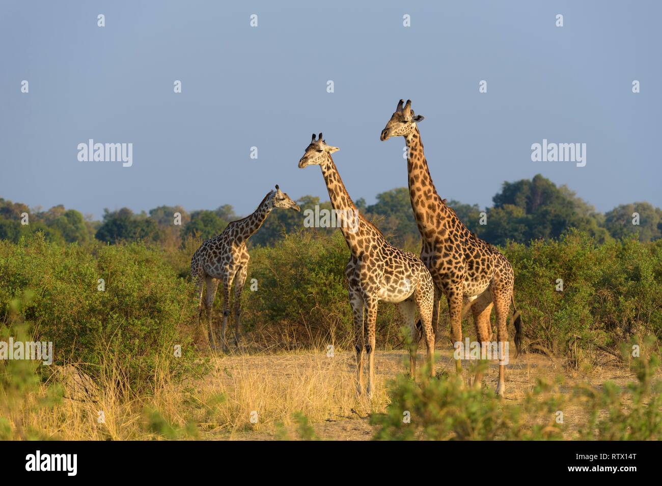 Le giraffe rhodesiano (Giraffa camelopardalis thornicrofti) nella terra di bush, Sud Luangwa National Park, Zambia Foto Stock