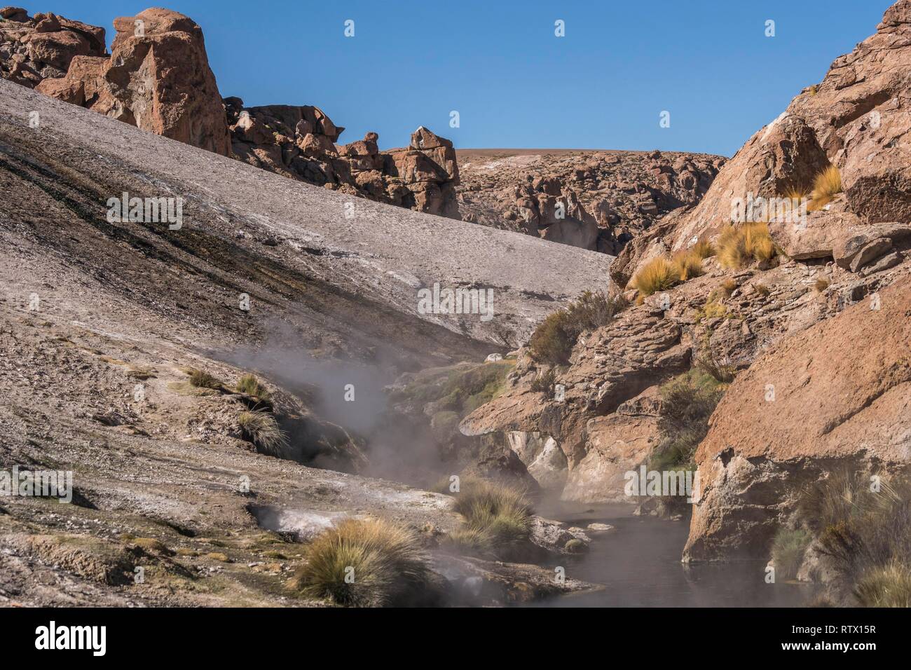 Molla per la cottura a vapore, valle a sud del campo di geyser El Tatio, Región de Antofagasta, Cile Foto Stock