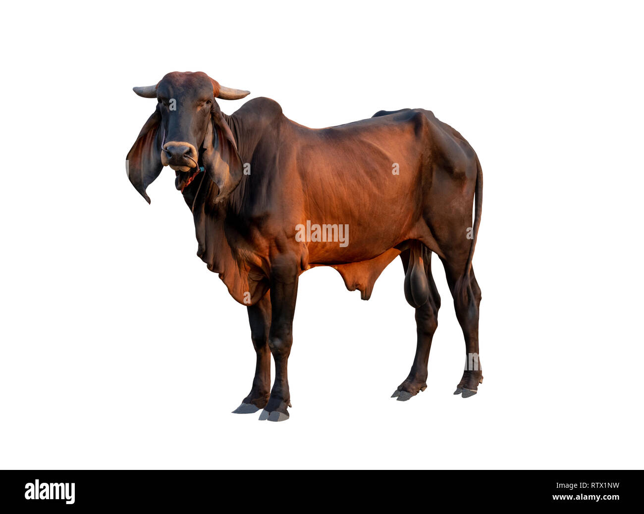 Buona brahman mucca maschio isolare su sfondo bianco,questo ha tracciato di ritaglio Foto Stock