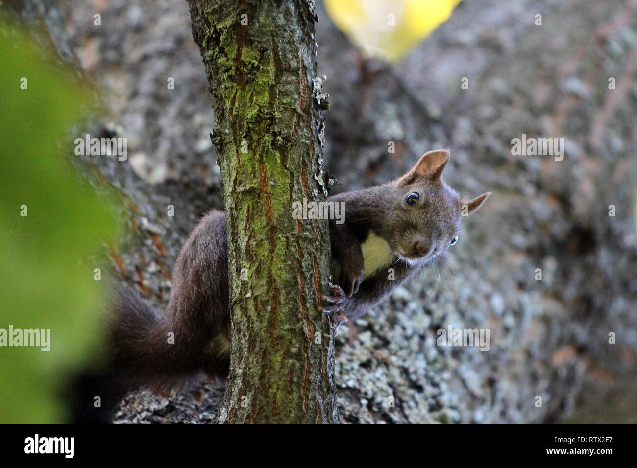 Curioso scoiattolo tranquillamente seduto sul ramo di albero e guardando la telecamera nel parco locale sulla calda giornata di sole Foto Stock