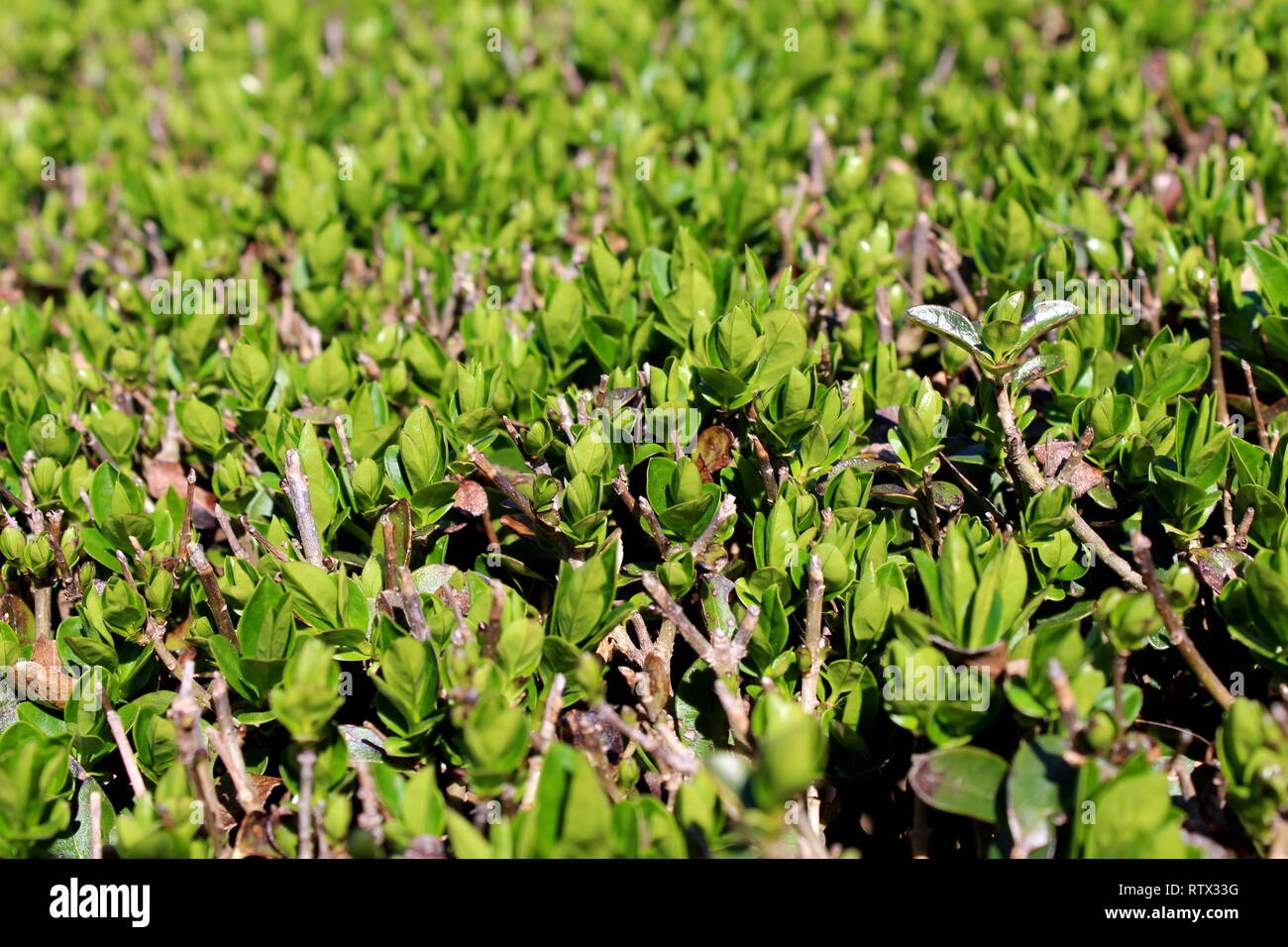 Siepe o siepe strettamente distanziati densamente piantati arbusti con più piccoli rami e foglie di colore verde chiaro in giardino locale sulla calda giornata di sole Foto Stock