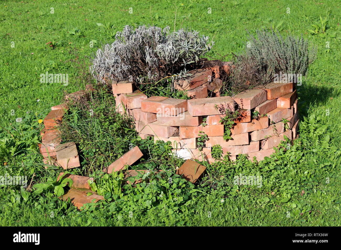 Spirale improvvisata in mattoni rossi fiore giardino isola con mattoni rotti e parzialmente essiccato piante in attesa di essere riparato e nuovi fiori Foto Stock