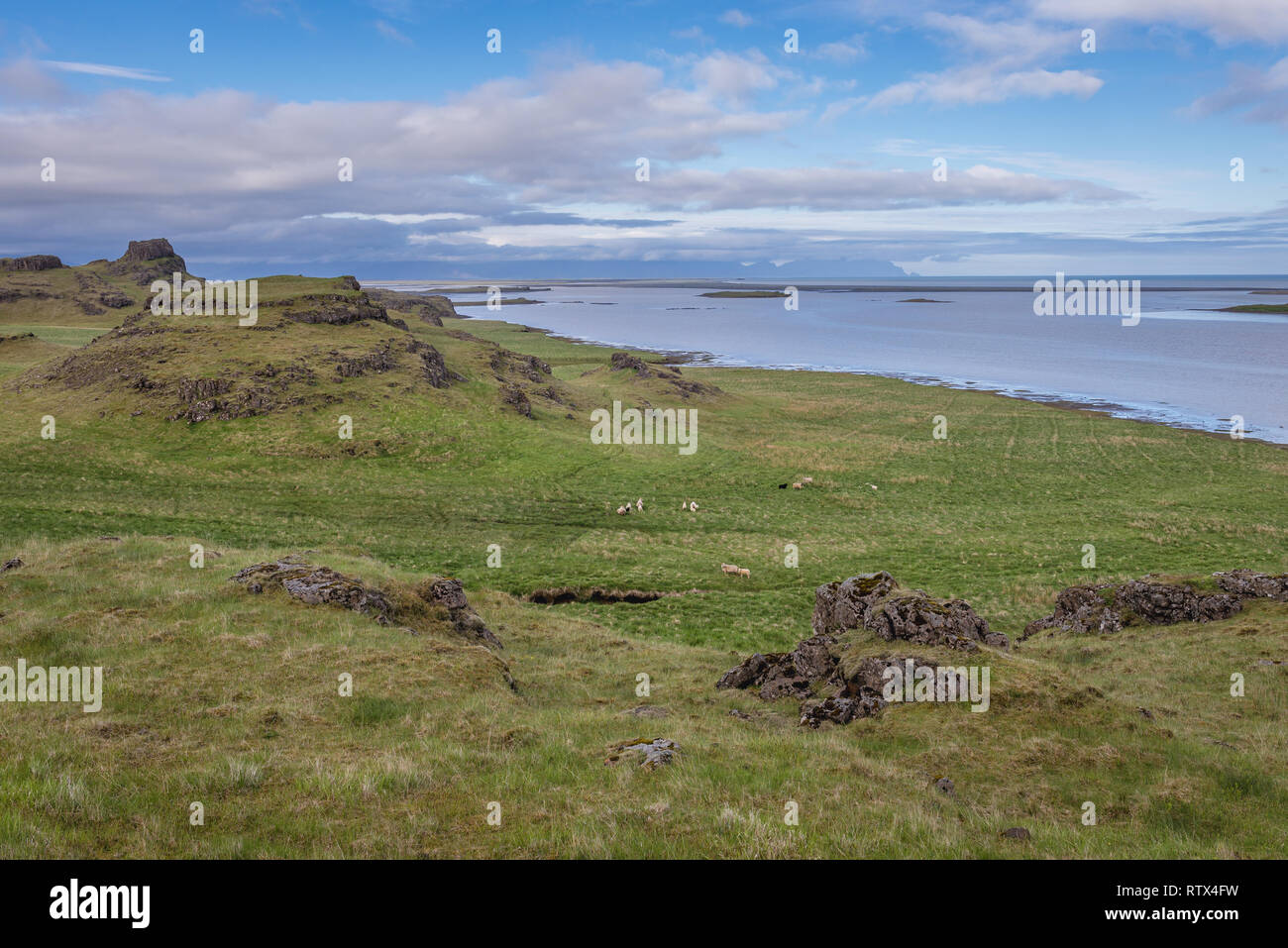 Le pecore su un pascolo nella parte est dell'Islanda Foto Stock