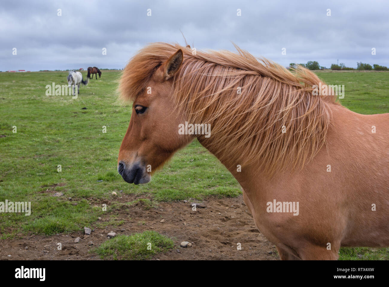 Cavalli islandesi su un prato nella parte sud dell'Islanda Foto Stock