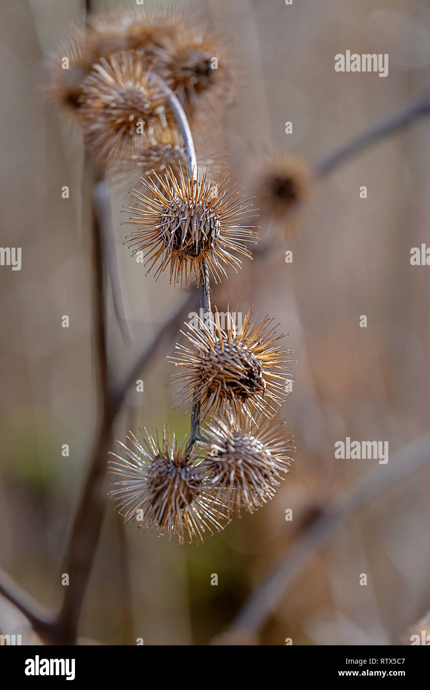 Maggiore bardana colori terreni con bassa profondità di campo Foto Stock