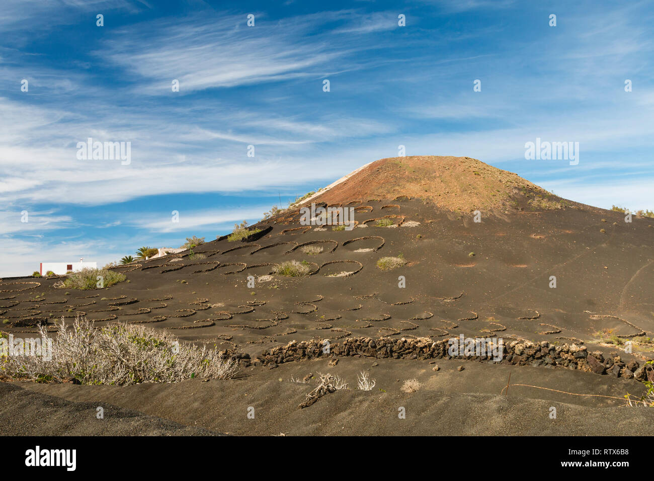 I campi di vino tra le pareti di lava in La Geria regione in Lanzarote, Spagna. Foto Stock