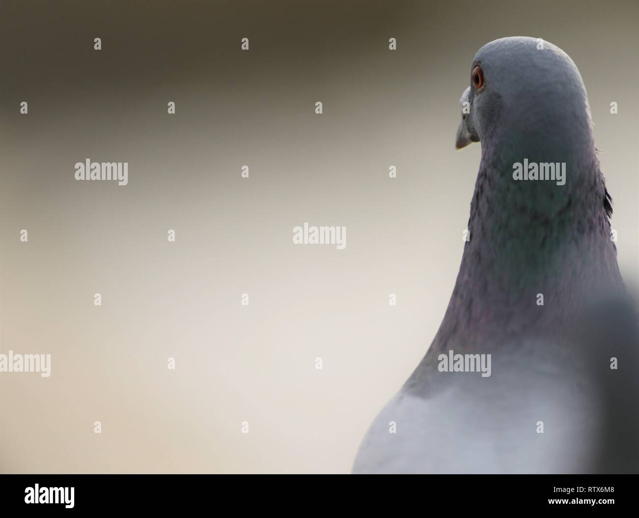 Piccioni selvatici (Columba livia domestica) ritratto con sfondo grigio, mostrando il collo colorati e occhi rossi. Febbraio 2019, Gloucestershire, Regno Unito Foto Stock