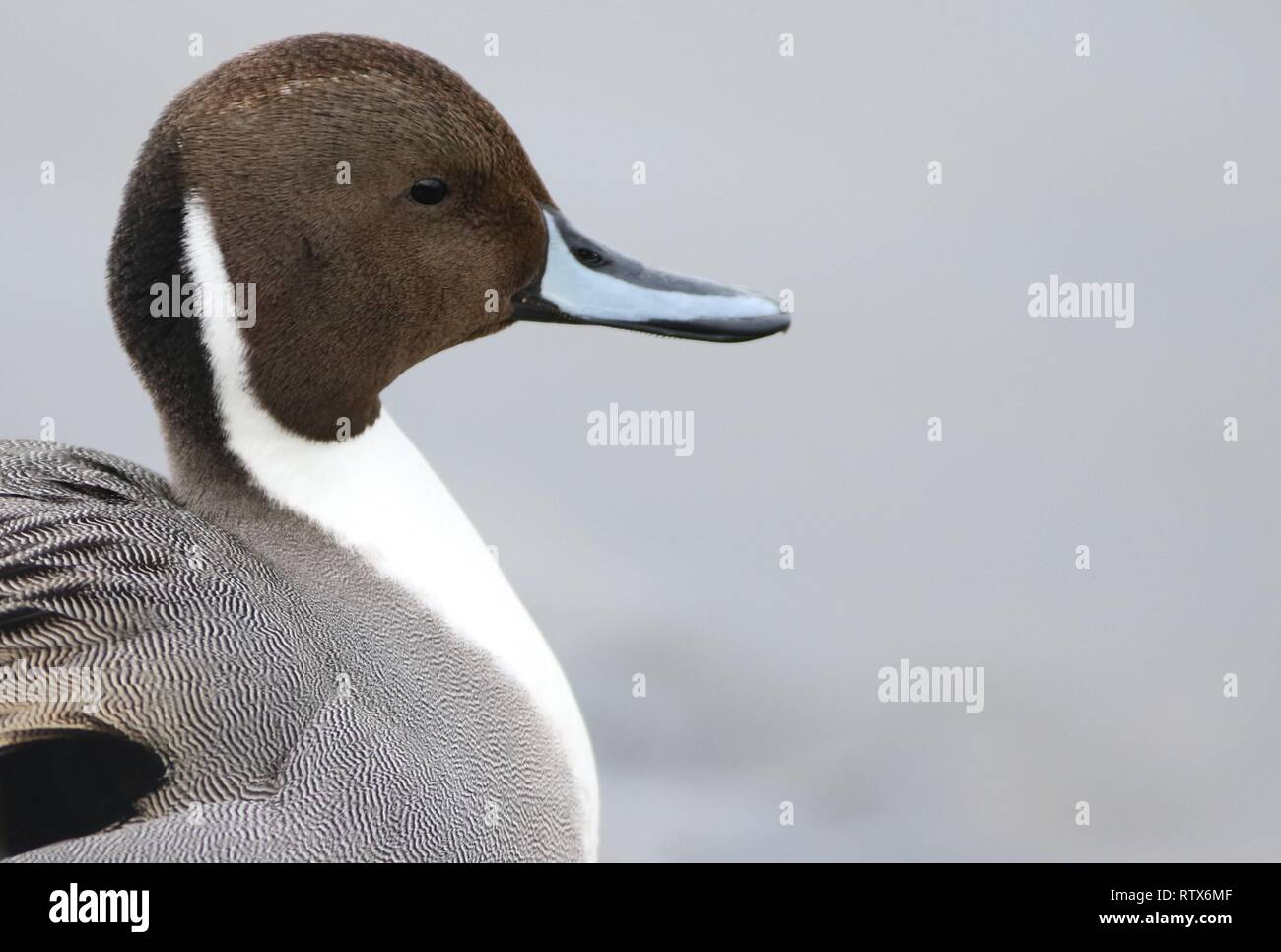 Maschio di Northern Pintail duck (Anas acuta) ritratto sull estuario del fiume. Mostra Drake marcature di testa. Febbraio 2019, Gloucestershire, Regno Unito Foto Stock