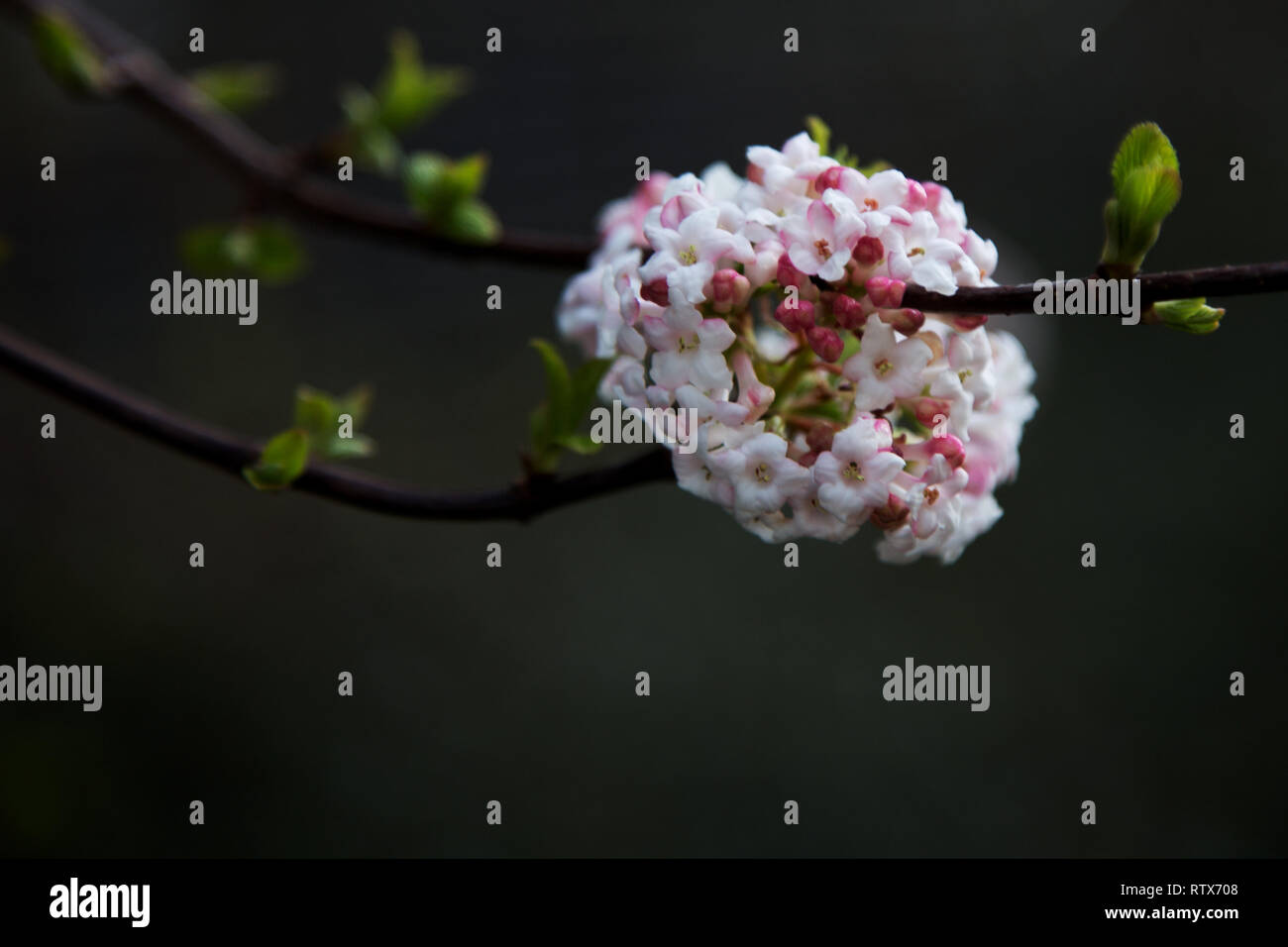 Messa a fuoco selettiva Flower sfondo Foto Stock