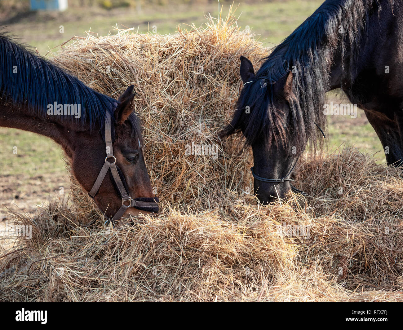 Coppia di cavalli feed da una balla di fieno Foto Stock