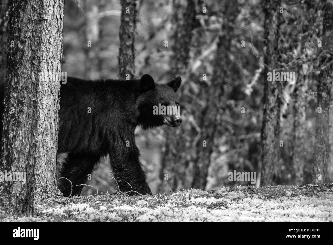 Un orso nero a casa nel nord del Saskatchewan, Canada Foto Stock
