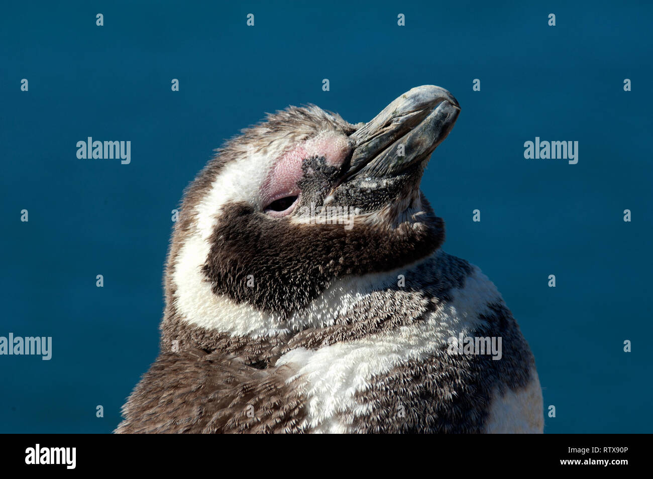 Magellanic Penguin, Spheniscus magellanicus, San Lorenzo Pinguinera, Penisola di Valdes, Chubut, Patagonia Argentina Foto Stock