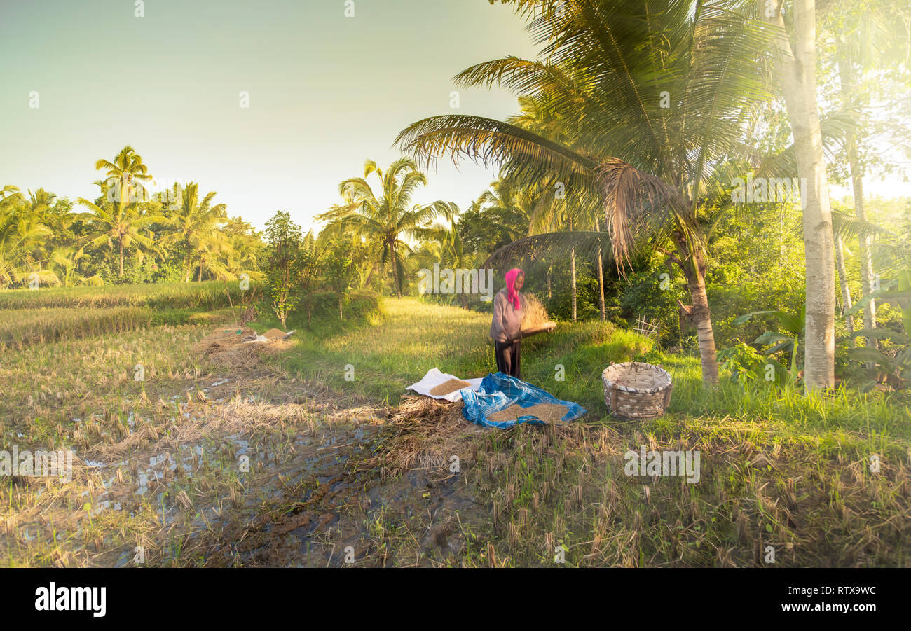Tegallalang terrazze di riso, Ubud, Bali, Indonesia Foto Stock
