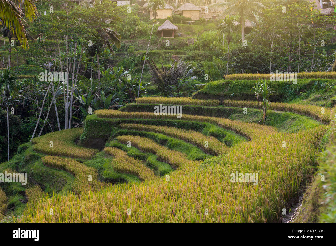 Tegallalang terrazze di riso, Ubud, Bali, Indonesia Foto Stock
