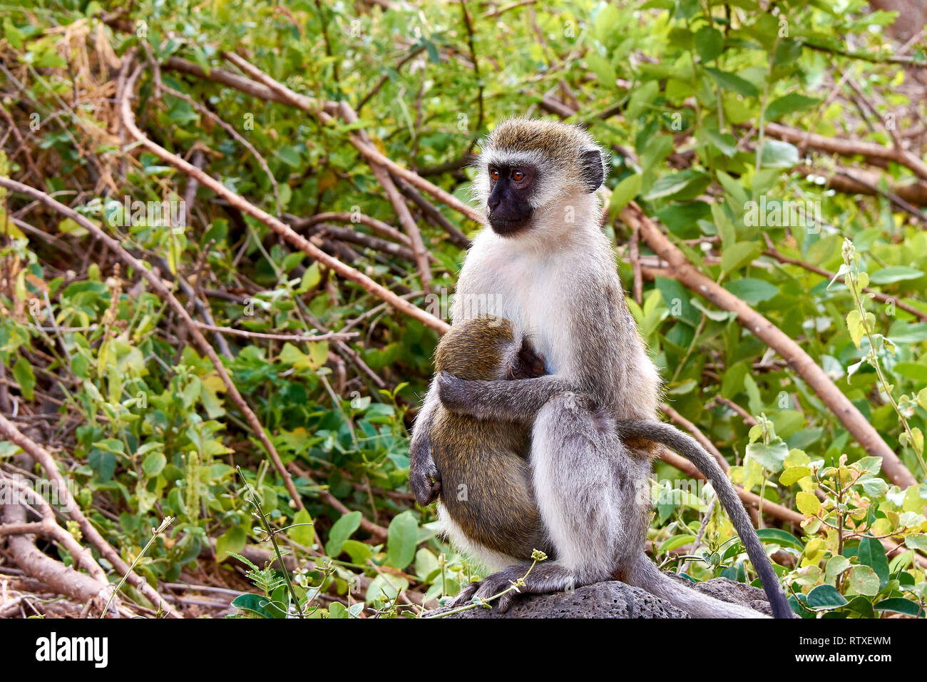 Cercopithecus femmina con un bambino in una struttura ad albero nel Tsavo National Park in Kenya - Africa Foto Stock