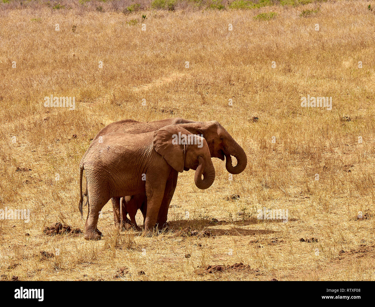 Un branco di elefanti è selvaggia e la triturazione in un safari in Kenya - Africa. Alberi ed erba. Foto Stock
