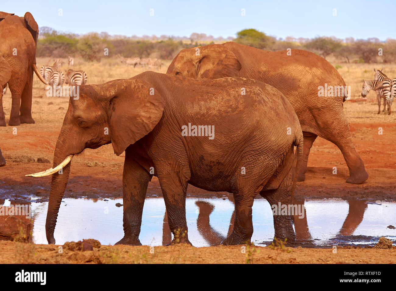 Un branco di elefanti è selvaggia e la triturazione in un safari in Kenya - Africa. Alberi ed erba. Foto Stock