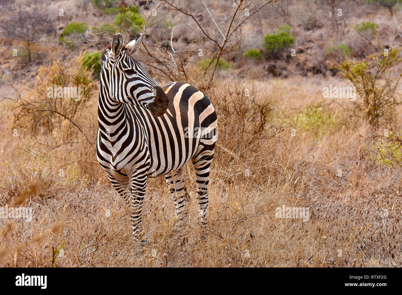 Zebra sorge in una savana nel Tsavo National Park in Kenya - Africa Foto Stock