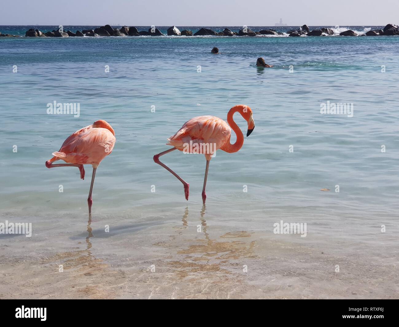 Fenicotteri rosa nel mar dei Caraibi in Aruba Foto Stock