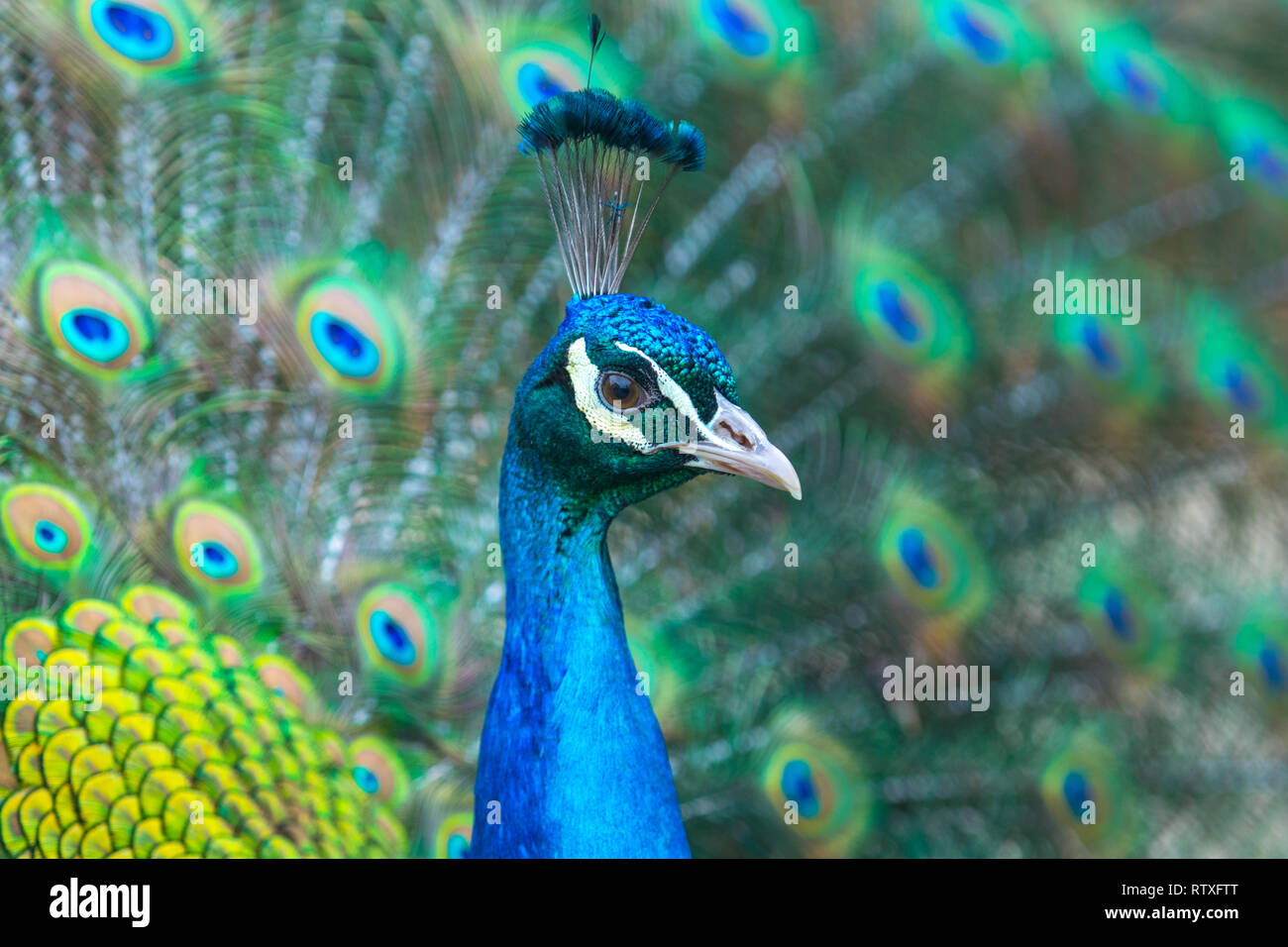 Peafowl indiano mostra off è splendidamente colorati piumaggio. Foto Stock