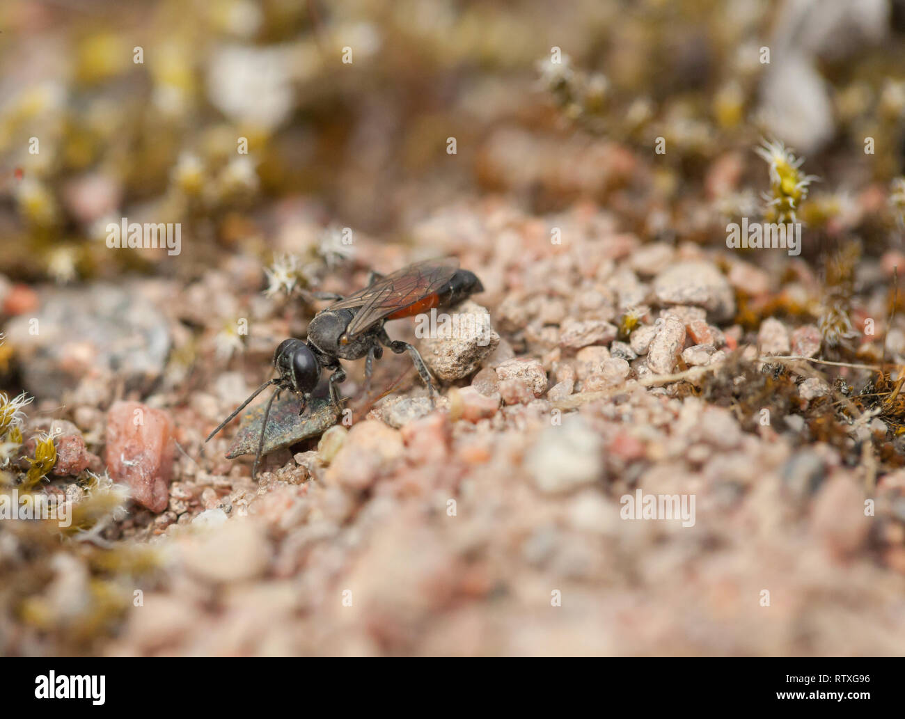 Predatori di apoid wasp scava la sua tana di nesting Foto Stock