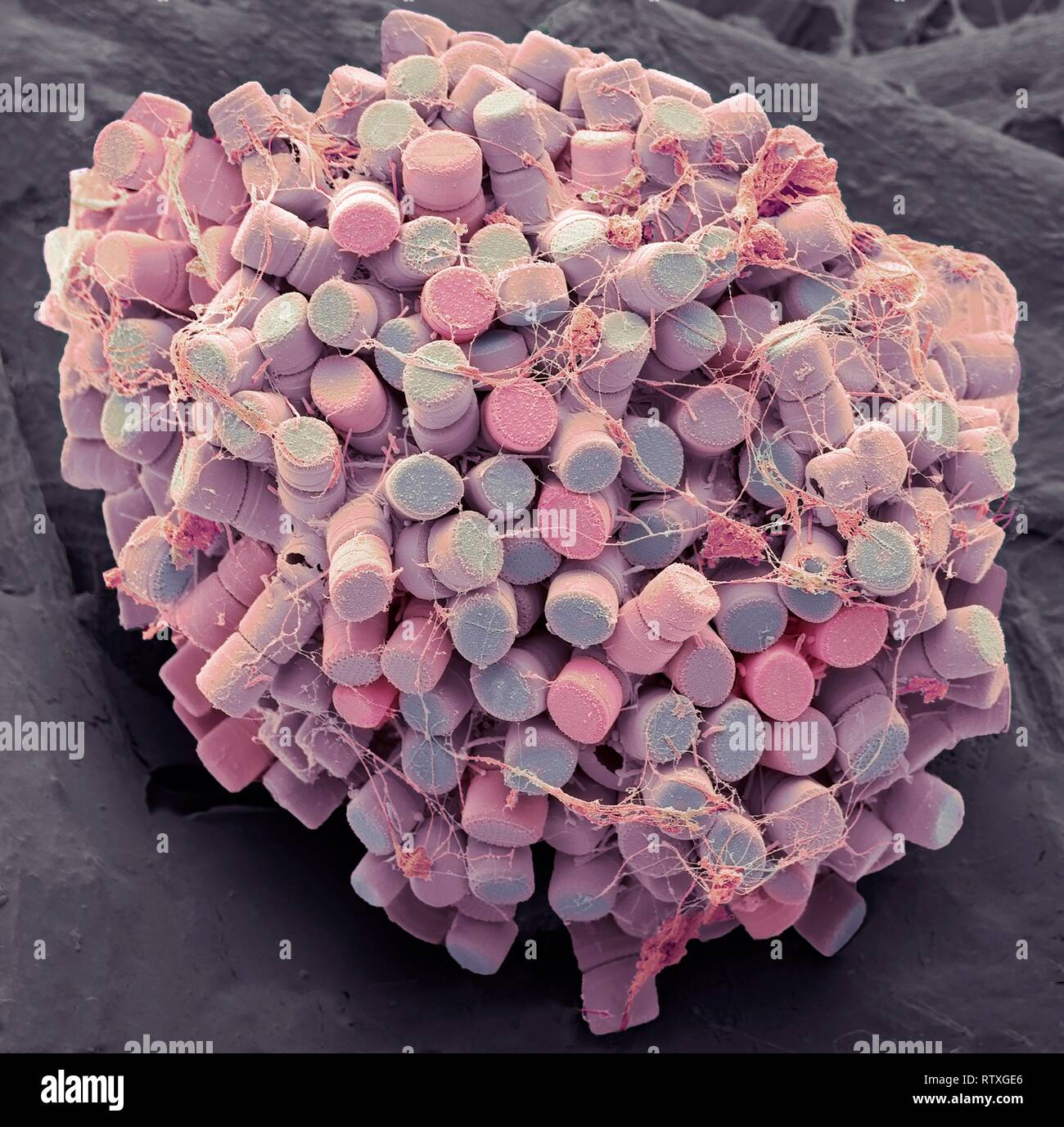 Diatomee. Color scanning electron microfotografia (SEM) di acqua fresca centric frustules diatomee (scheletro), le diatomee sono un tipo di alghe (Chromophyta, Bac Foto Stock