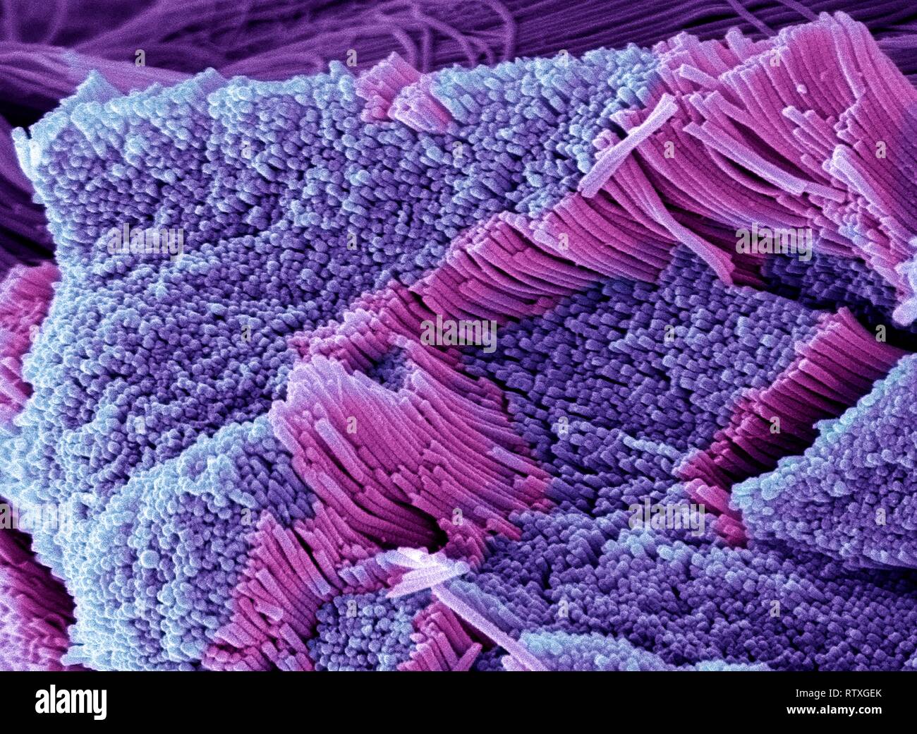 Tendine, colorata di microfotografia electron scansione (SEM), che mostra di fasci di fibre di collagene. Il parallelismo delle fibre dei tendini rendono anelastico b Foto Stock