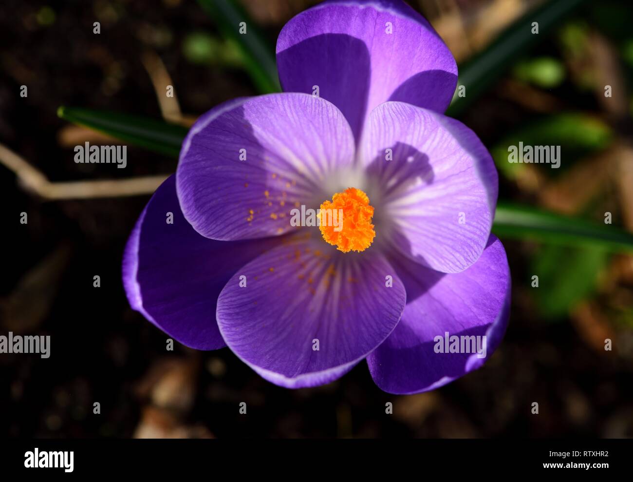 Primo piano della viola crocus visto da sopra. Foto Stock